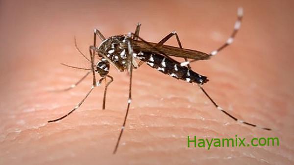 الملاريا في طريقها للاختفاء.. العلماء يكتشفون بكتيريا ستقضي عليها